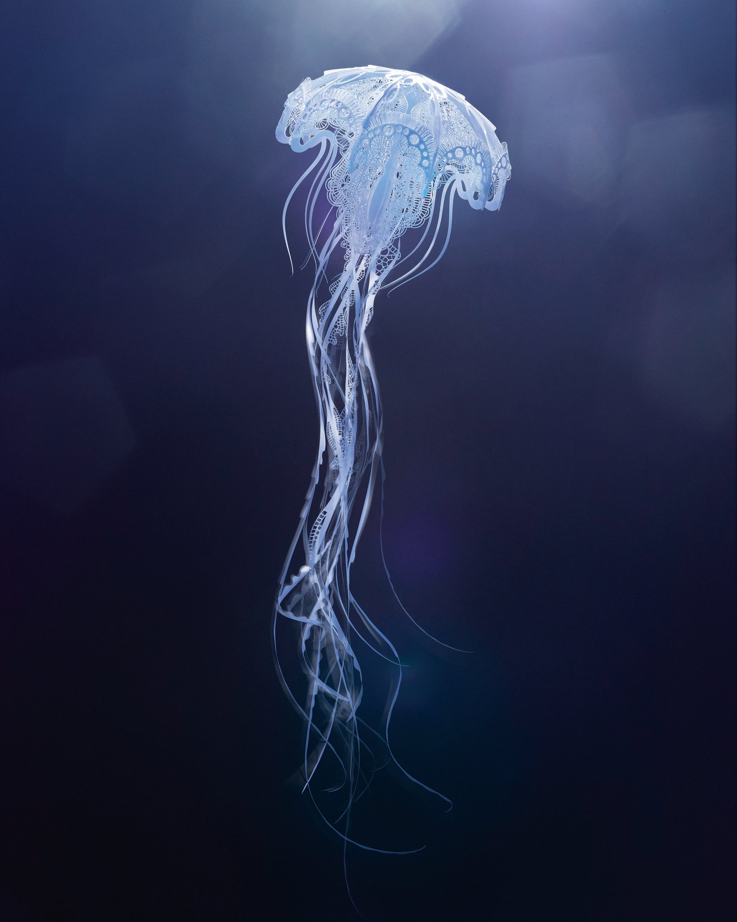Jellyfish